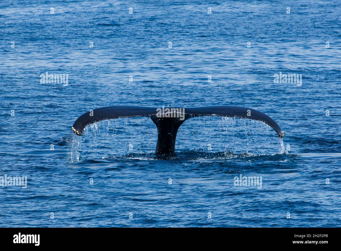 A Humpback Whale lifts its tail while diving in Samana Bay, Dominican Republic. Stock Photo