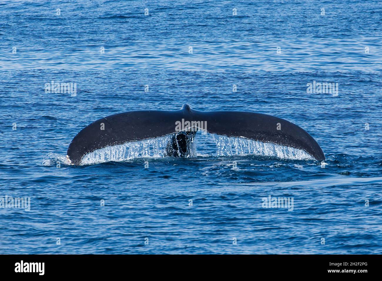 A Humpback Whale lifts its tail while diving in Samana Bay, Dominican Republic. Stock Photo