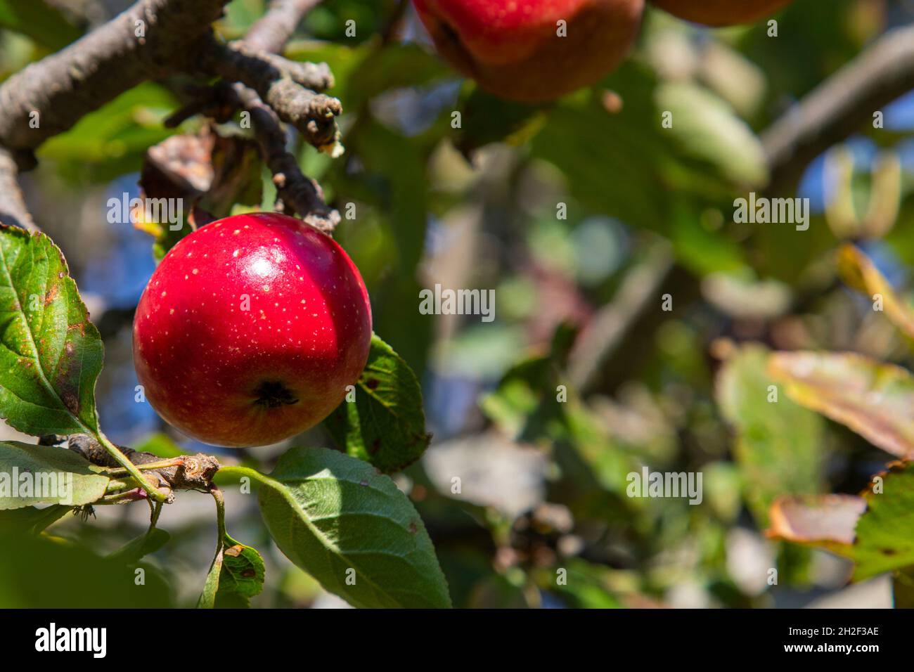 Small red apple on a wild apple tree in the mountains Stock Photo