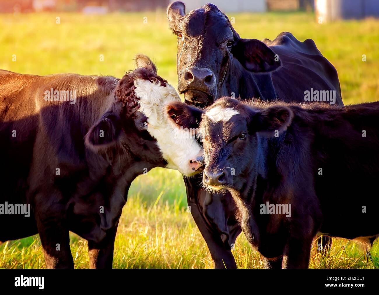 A bull and cow huddle with their calf in a field, Oct. 15, 2021, in Grand Bay, Alabama. There are approximately 1.3 million cattle in Alabama. Stock Photo