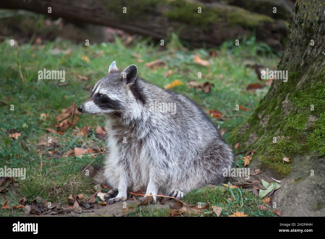 Closeup of a cute raccoon sitting on the ground Stock Photo - Alamy