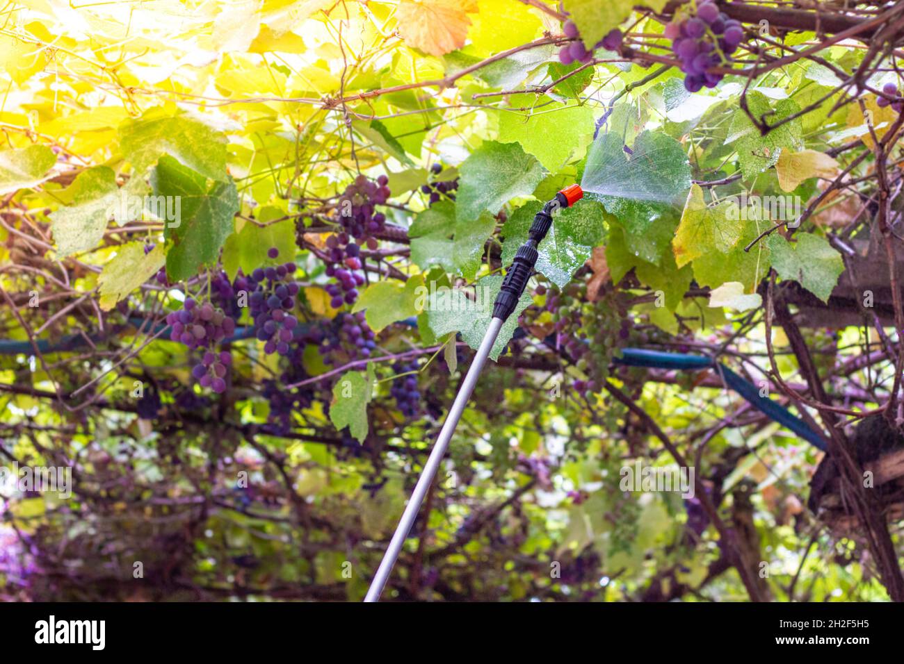farmer spraying grapes with a solution against parasites Stock Photo