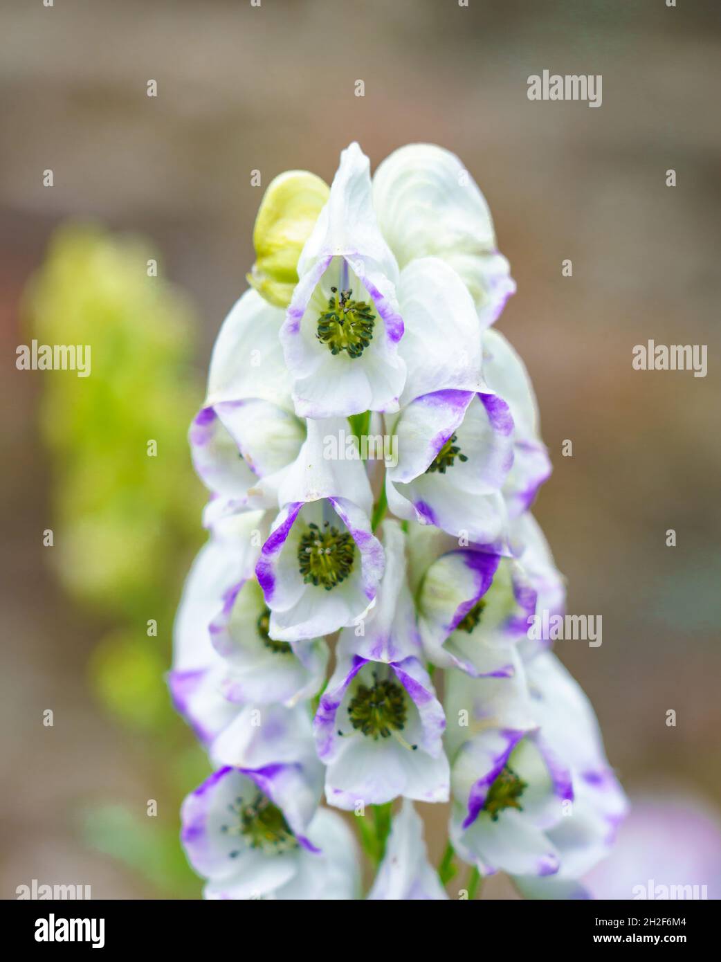 close up of Aconitum x cammarum 'Bicolor' aka aconite flower in late summer bloom Stock Photo