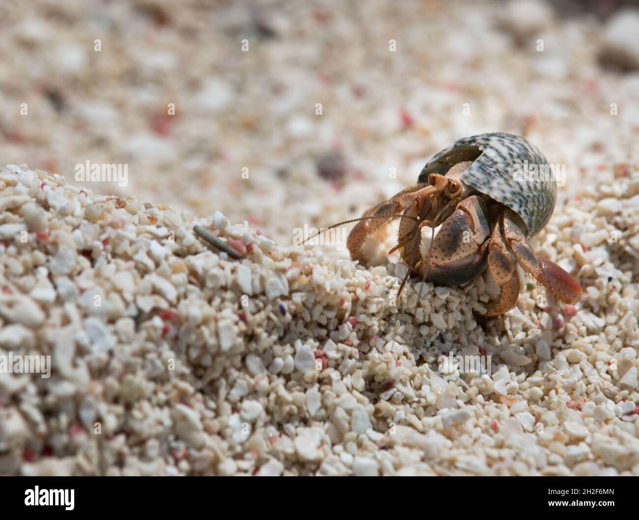 Tiny hermit crab make the sand looks huge as they scurry around the