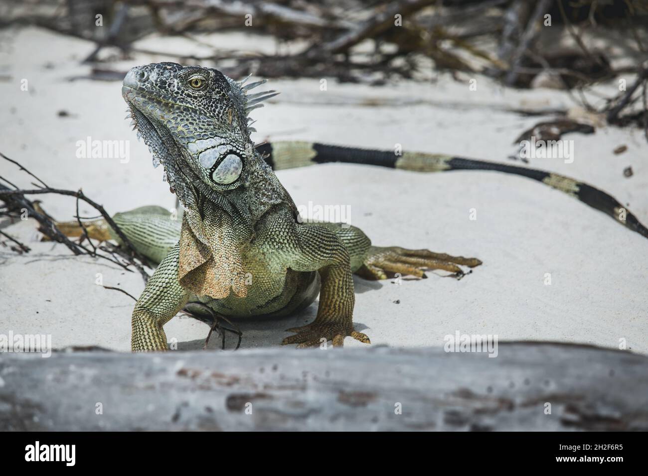 Iguana during vacation sharply focused to show their rugged features, skin patterns and individual personalities Stock Photo