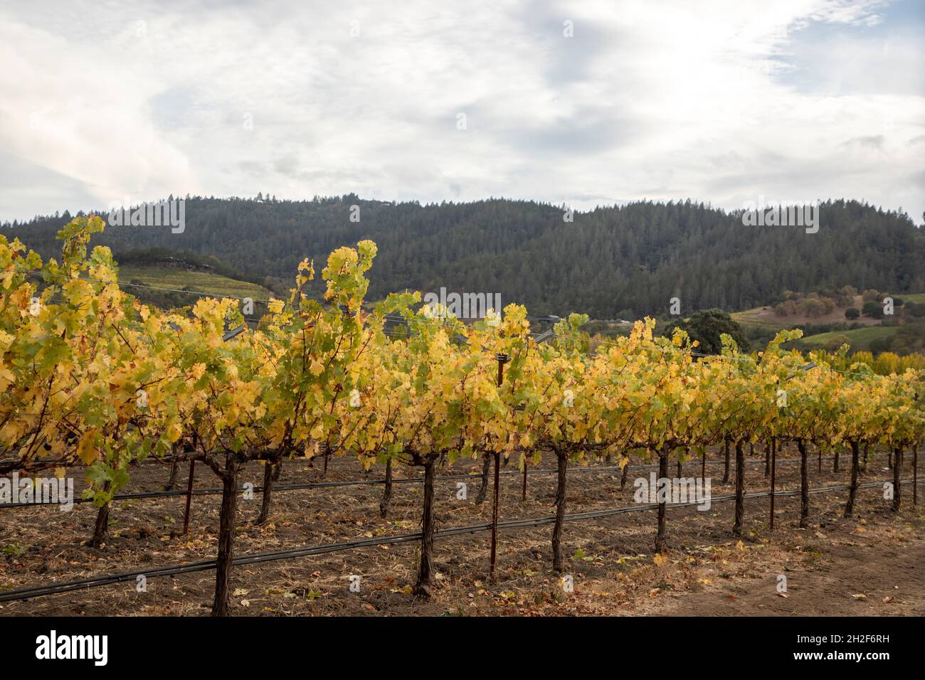 Napa Valley is the most well known wine growing region in California