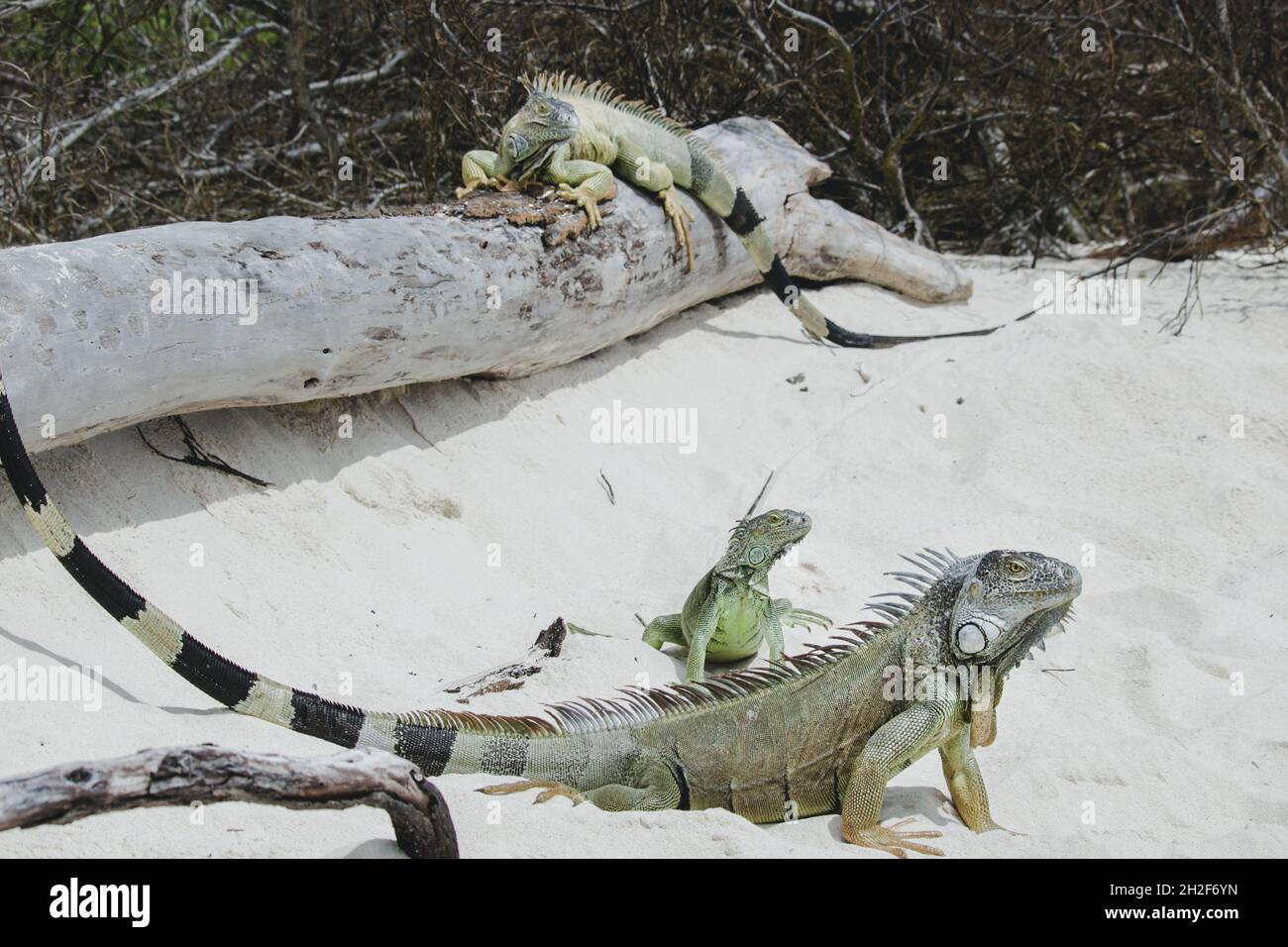 Iguana during vacation sharply focused to show their rugged features, skin patterns and individual personalities Stock Photo