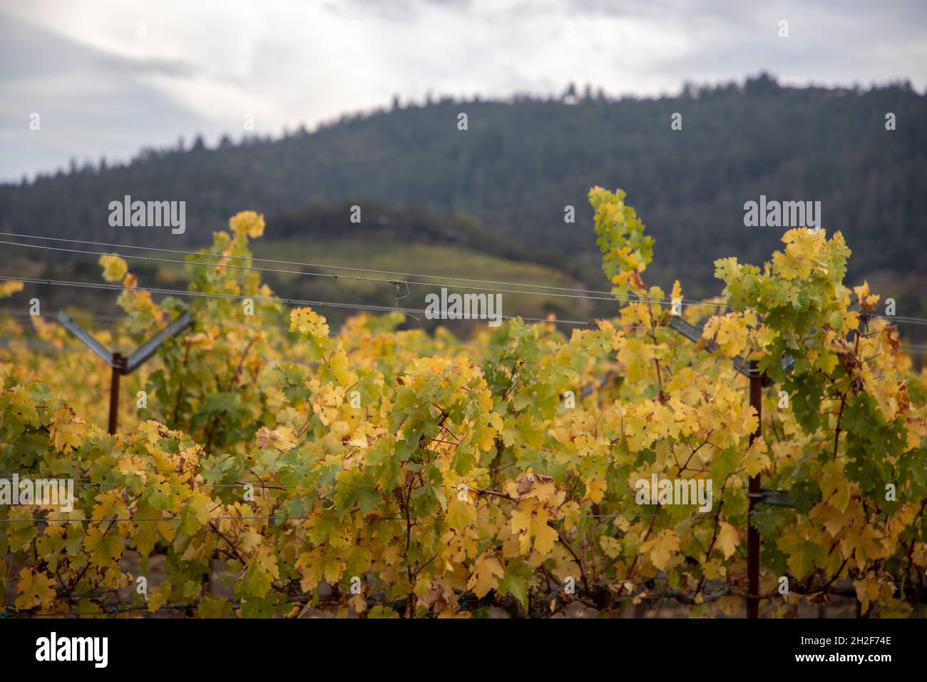 Napa Valley is the most well known wine growing region in California