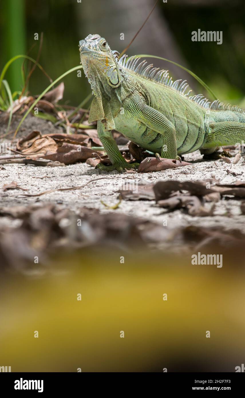 Iguana during vacation sharply focused to show their rugged features, skin patterns and individual personalities Stock Photo