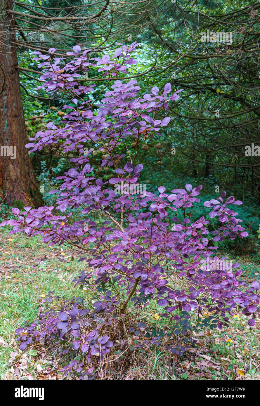 close up of a purple Smoke Bush Tree (Cotinus coggygria royal purple) Stock Photo