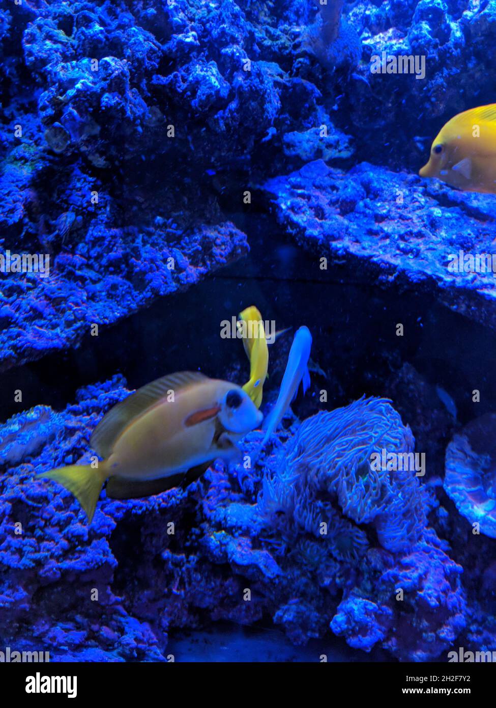 Vertical shot of coral reef fish in an aquarium under blue light Stock ...