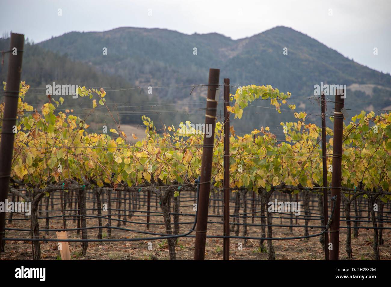 Napa Valley is the most well known wine growing region in California