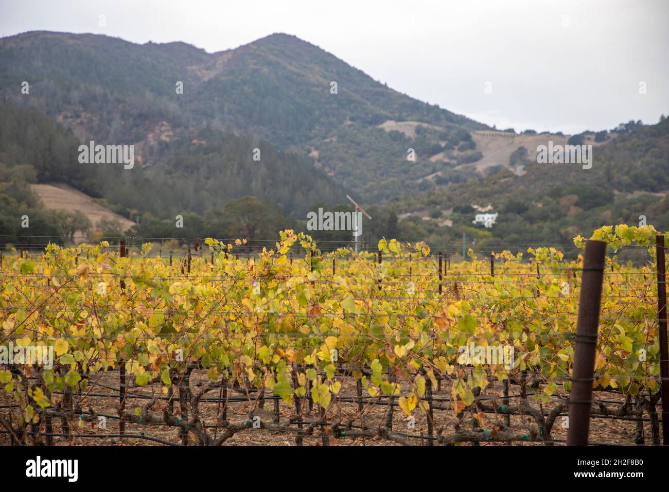 Napa Valley is the most well known wine growing region in California