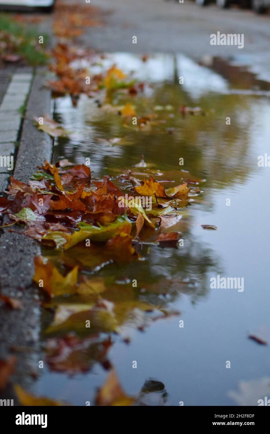 Autumn leaves in a paddle on the street Stock Photo