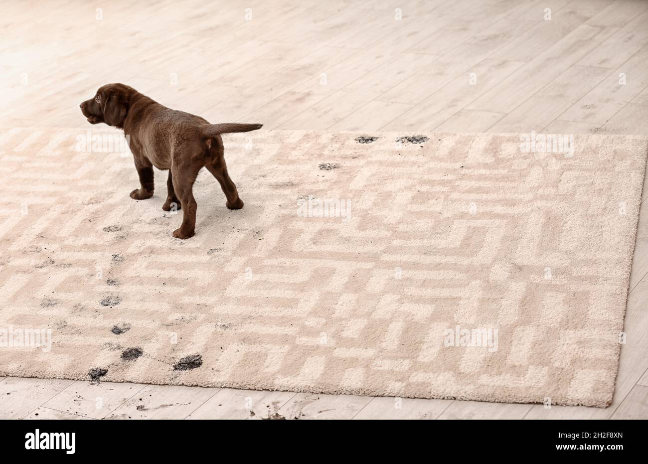 Cute dog leaving muddy paw prints on carpet Stock Photo Alamy