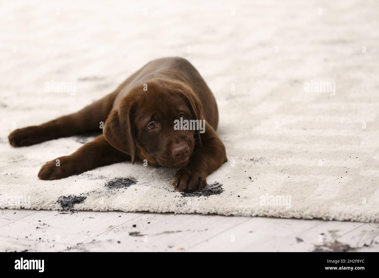 Cute dog leaving muddy paw prints on carpet Stock Photo Alamy