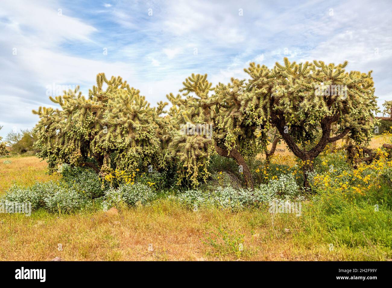 Chain fruit cholla in clonal colony with yellow brittlebush in bloom. Desert plants in the AZ low desert springtime on a cloudy day. Colorful desert. Stock Photo
