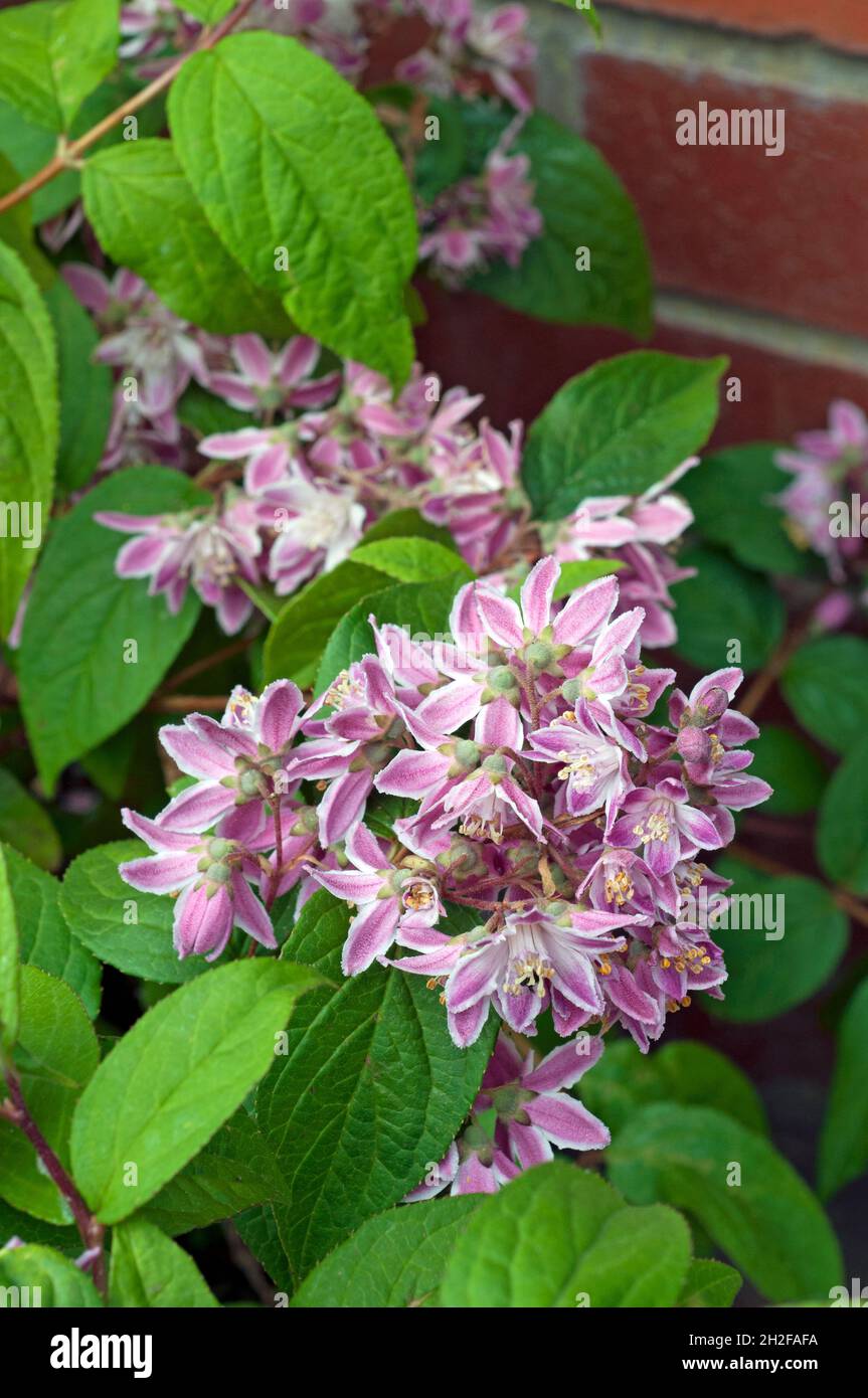 Close up of Deutzia x hybrida Mont Rose flower cluster a summer flowering fully hardy deciduous bushy shrub with purple pink flowers Stock Photo