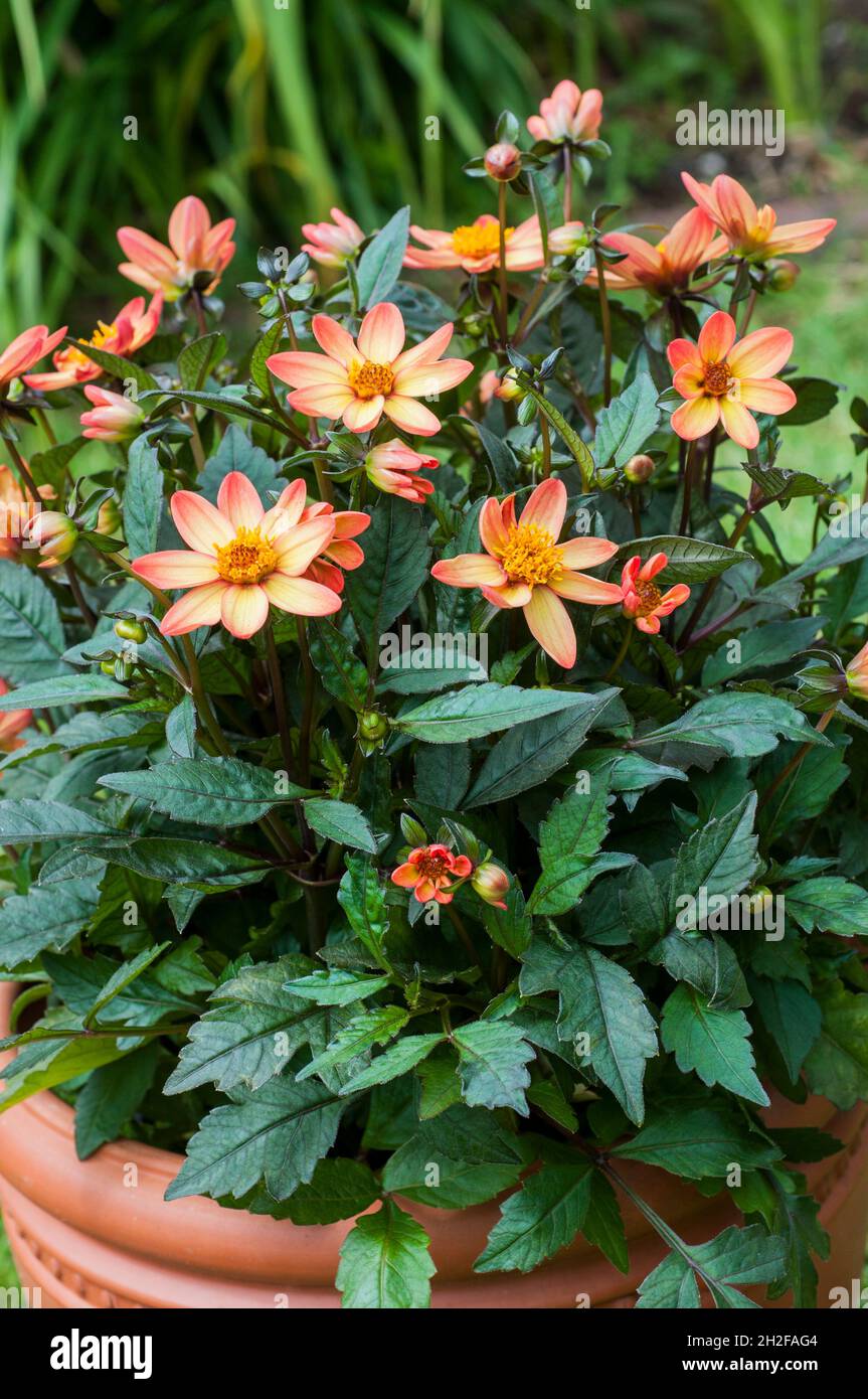 Close up of Dark Angel series Dhalia Star Wars a pink  & orange yellow centred herbaceous deciduous half hardy perennial with bronze foliage Stock Photo