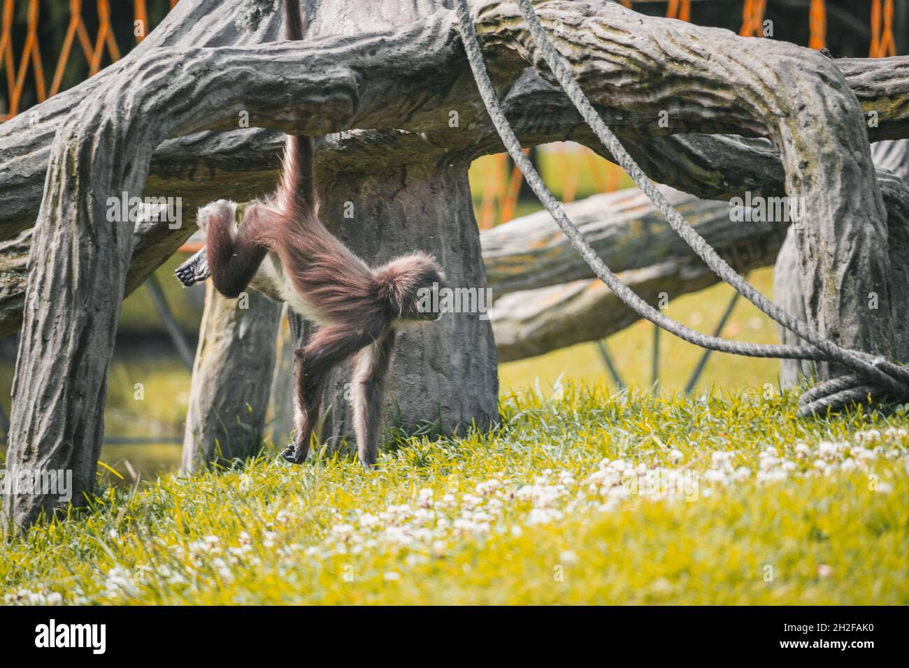Monkey in a zoo Stock Photo Alamy