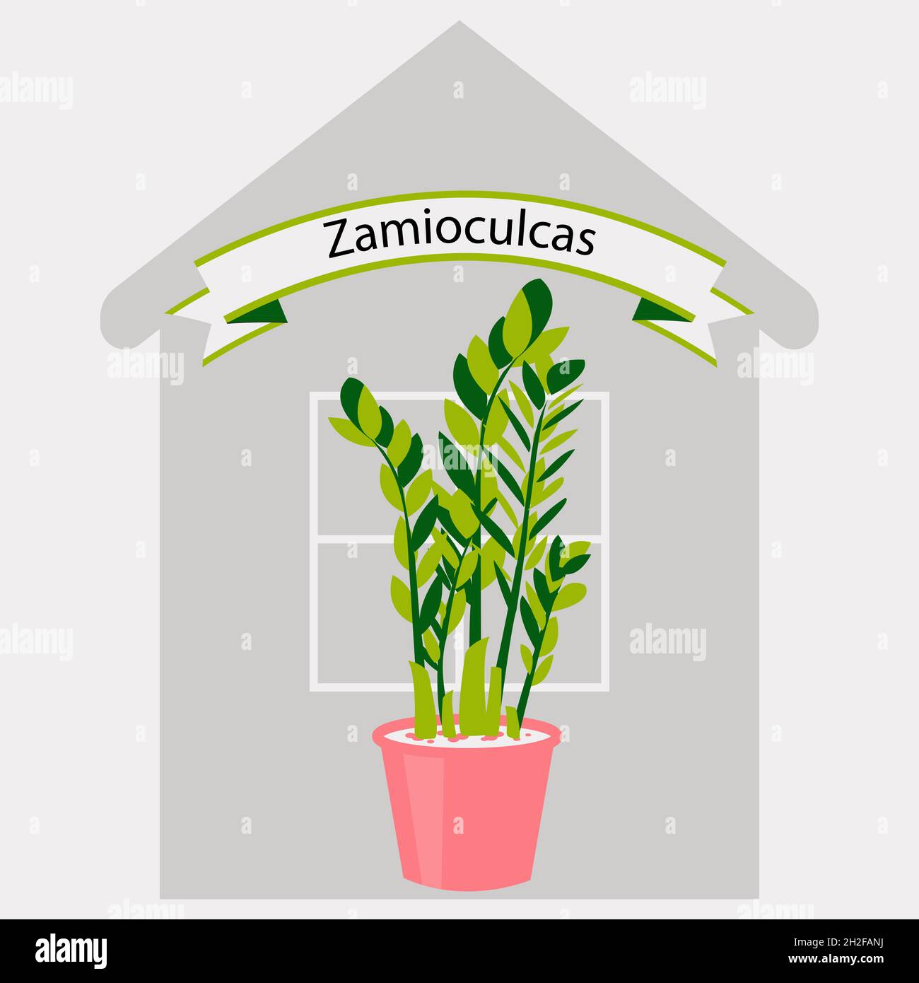 Cute Zamiokulkas Dollar Tree in a vase. House flower in a pot for room decoration. Vector illustration of a green plant for a flat style office. Stock Vector