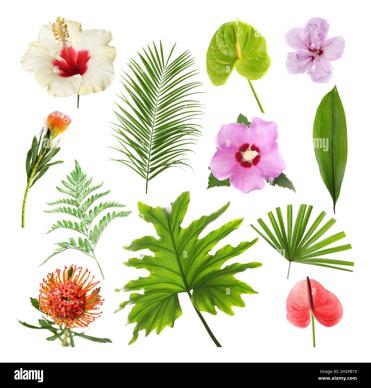Set with beautiful tropical flowers and green leaves on white ...