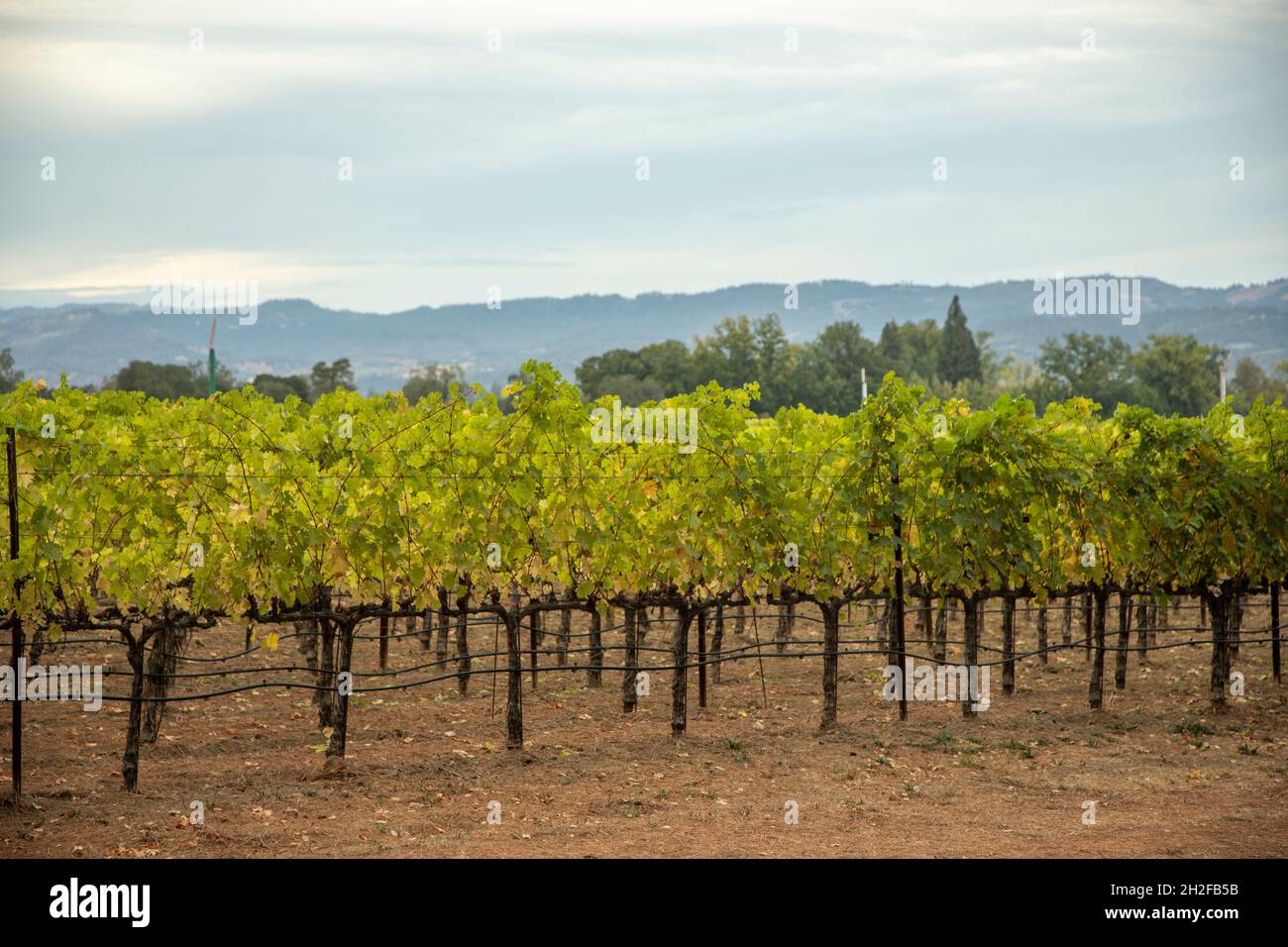 Napa Valley is the most well known wine growing region in California