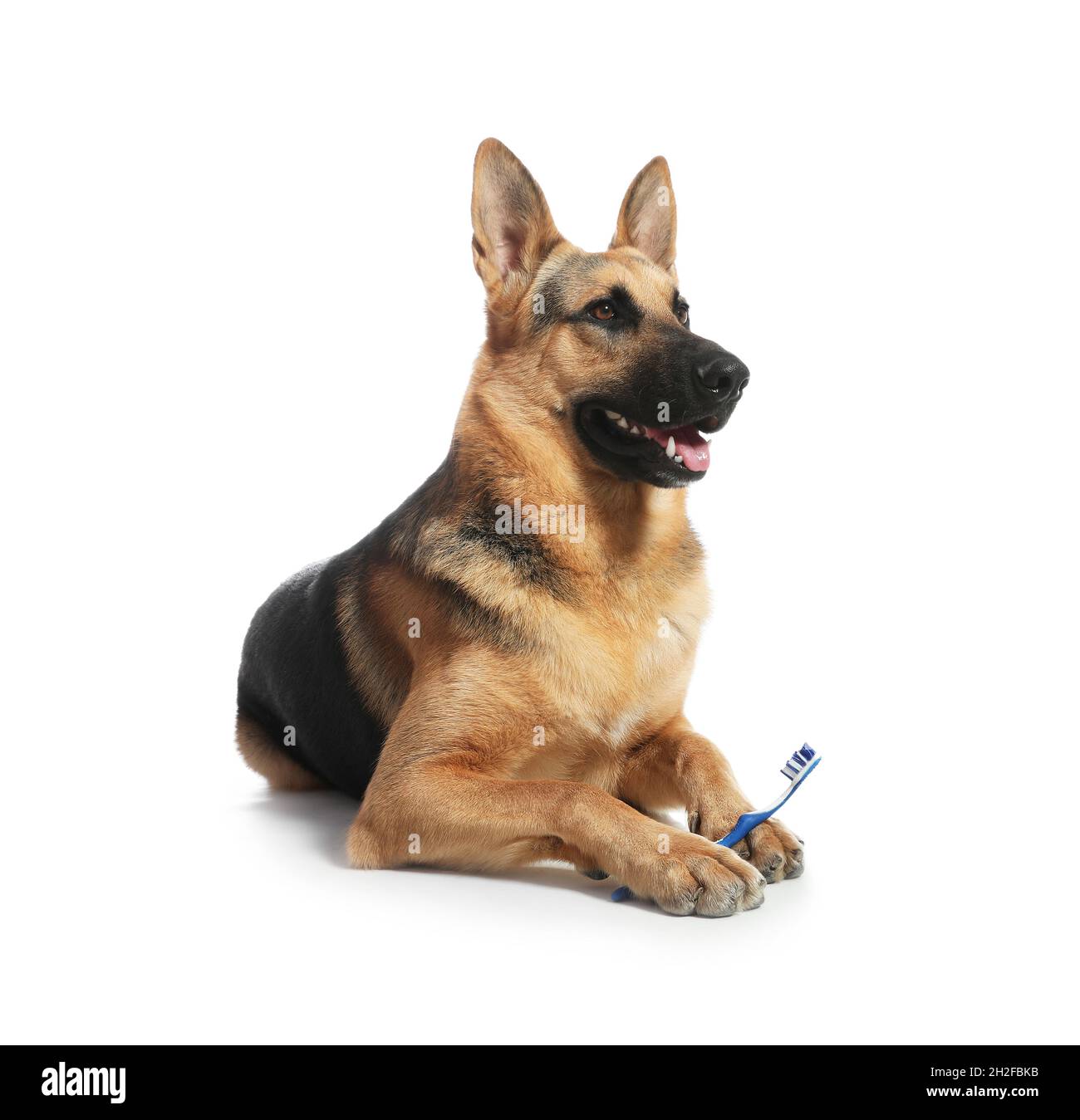 Cute German shepherd dog with toothbrush on white background. Pet care