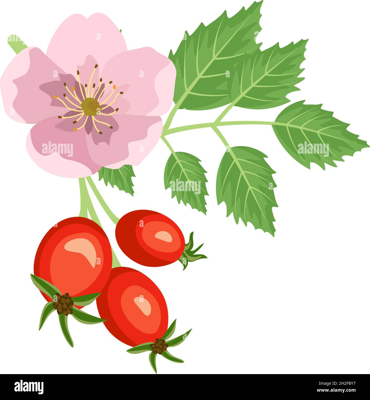 Rosehip branch with rose flower and berries. Source of vitamin C. Red fruits with green leaves. Elements for summer and autumn design. Vector flat illustration Stock Vector