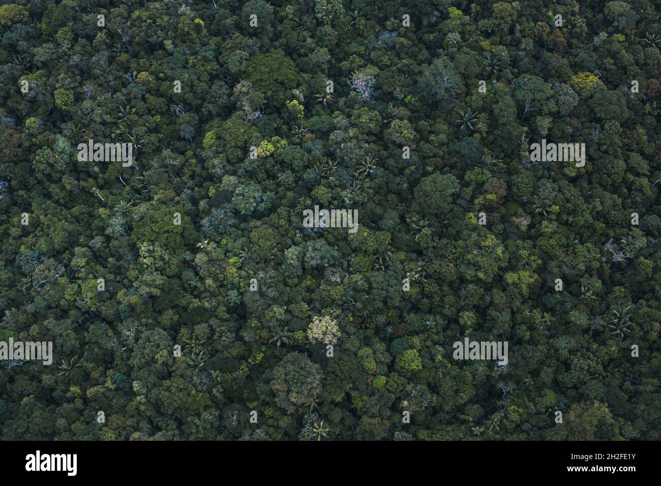 Wonderful texture background of thousands of trees with different green colors from above Stock Photo