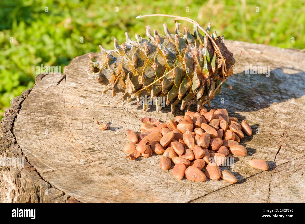 Pine nuts with a fresh pine cone soaked in resin on a tree stump