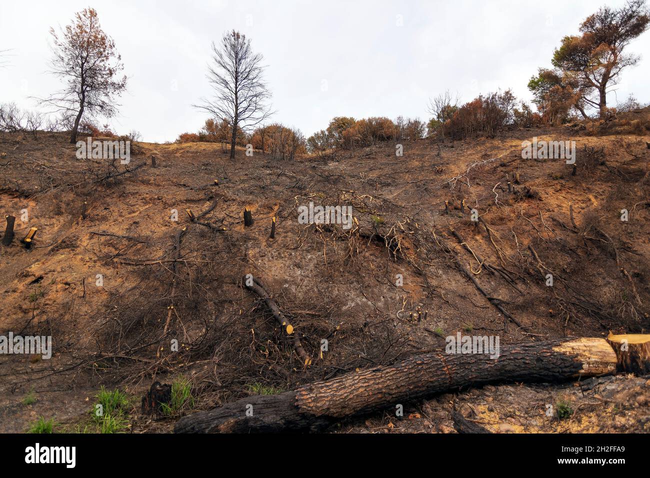 Burned forest in Attica, Greece, after the bushfires at Parnitha Mount ...