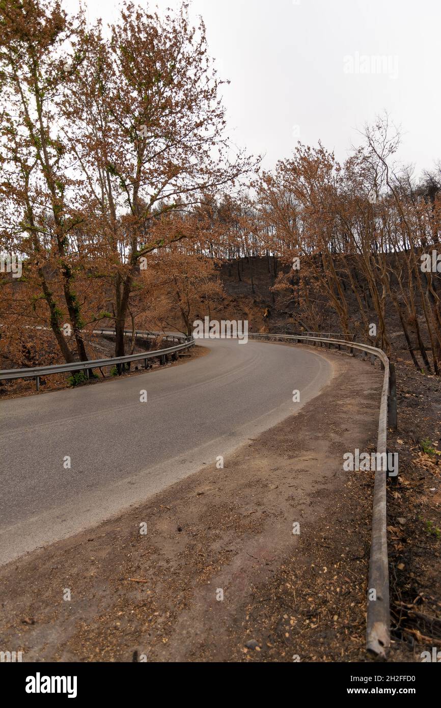 Burned forest in Attica, Greece, after the bushfires at Parnitha Mount ...