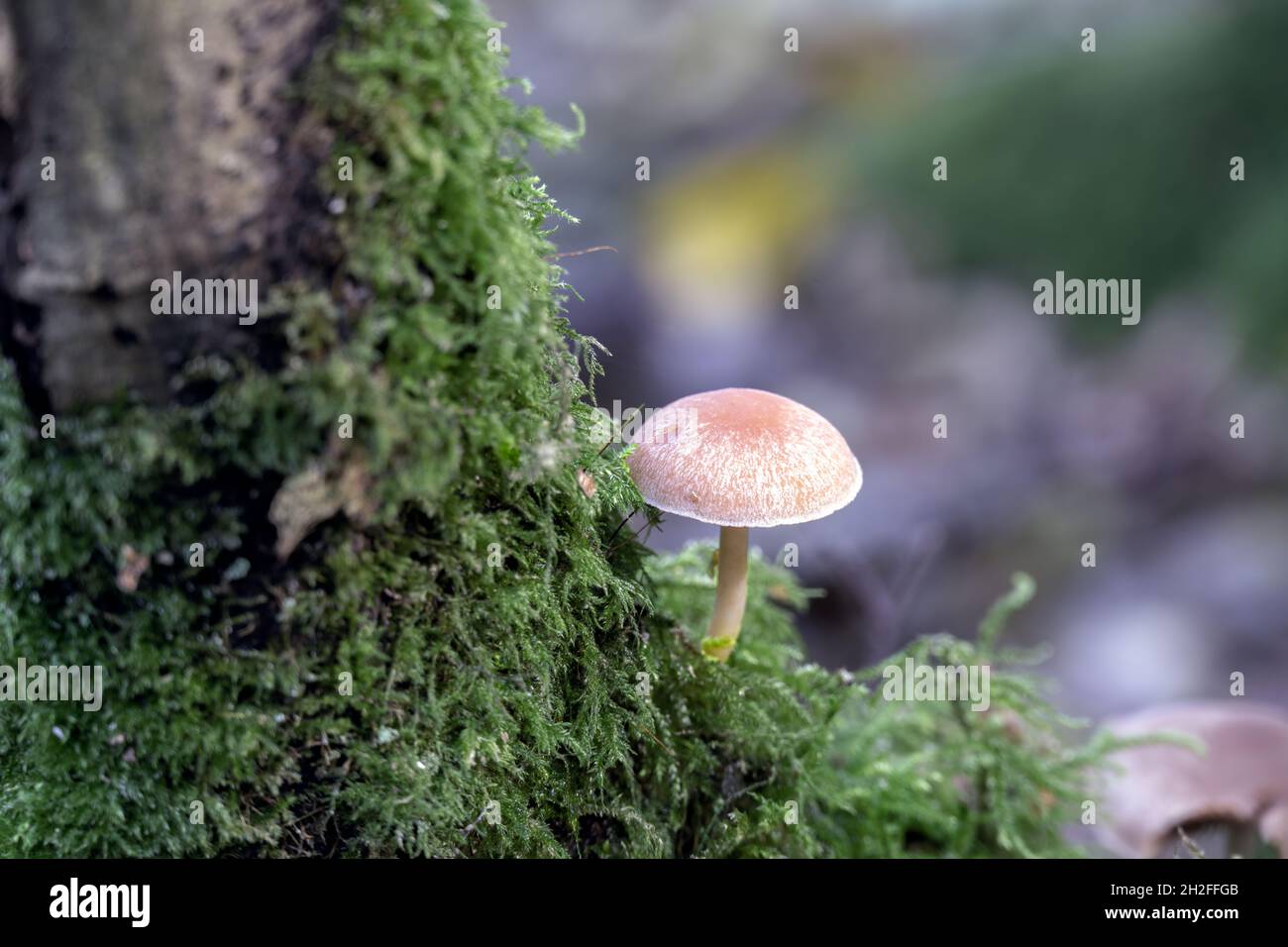 Fungus growing on a mossy tree in autumn, close up Stock Photo - Alamy