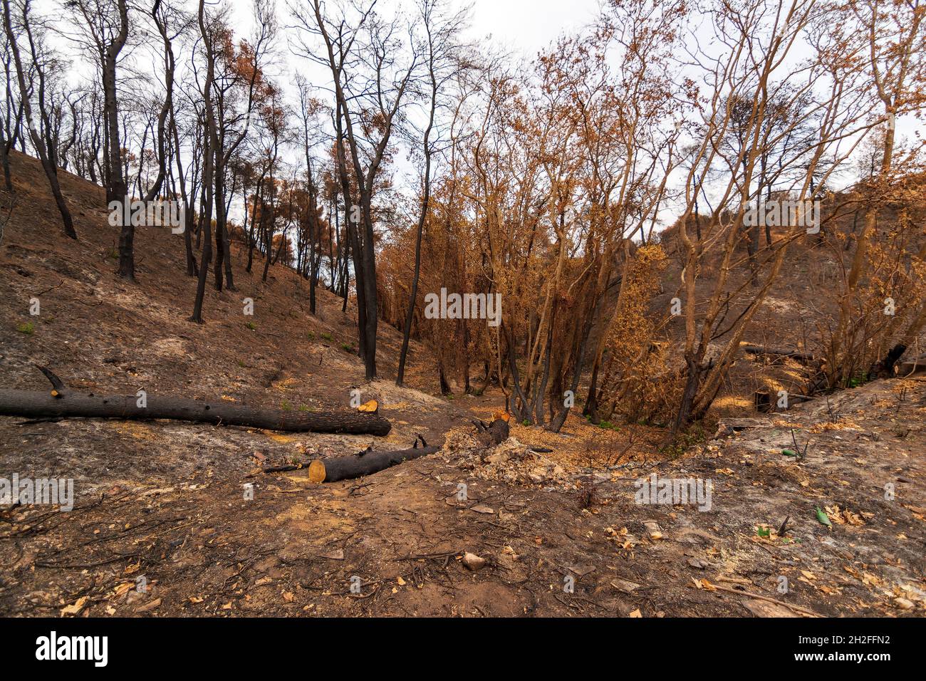 Burned forest in Attica, Greece, after the bushfires at Parnitha Mount ...