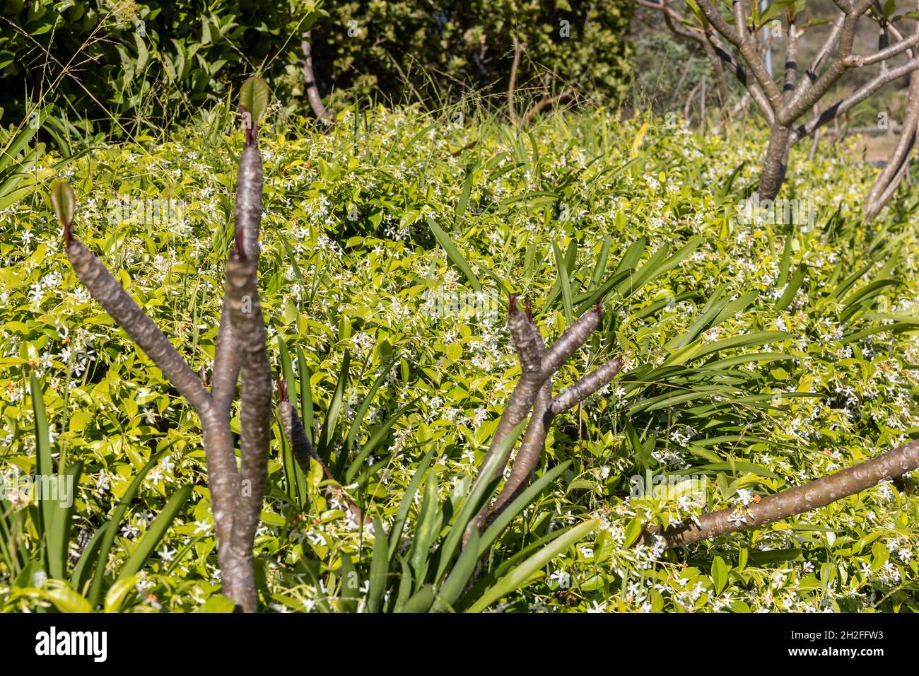 Trachelospermum jasminoides Chinese star jasmine and frangipani plumeria tree on a spring day in a Sydney garden, white flowers and shoots,Australia Stock Photo