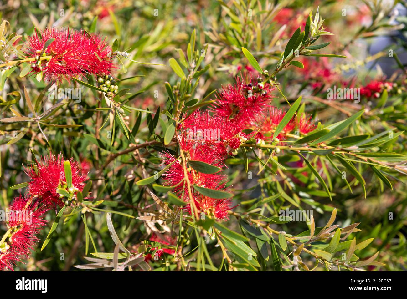 Red flowers of weeping bottlebrush shrub tree in north Sydney,NSW,Australia Stock Photo