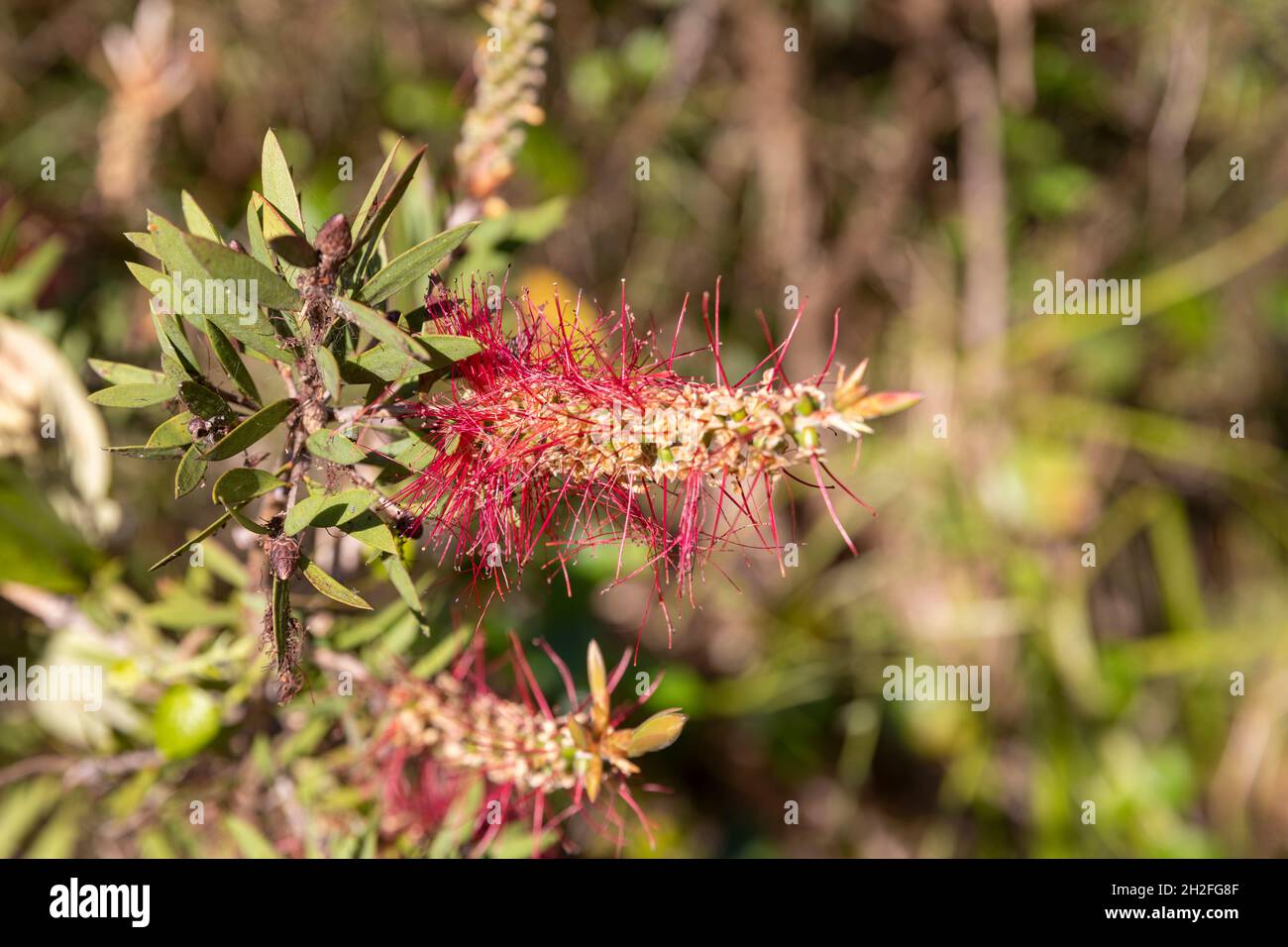 Callistemon viminalis, red flower weeping bottlebrush plant shrub in Sydney,Australia on a spring day Stock Photo