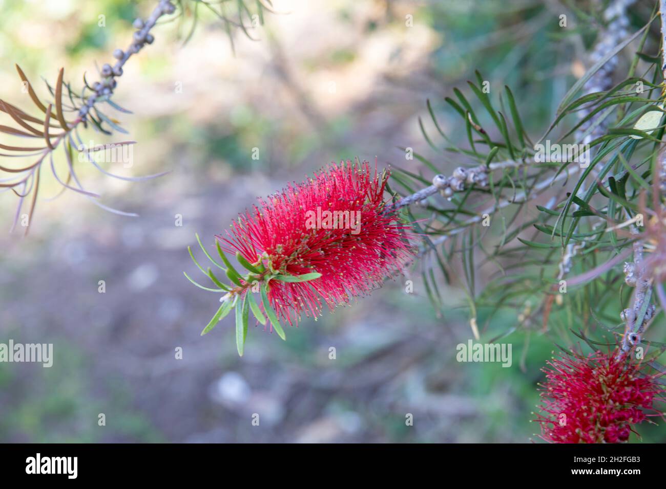 Callistemon viminalis, red flower weeping bottlebrush plant shrub in Sydney,Australia on a spring day Stock Photo