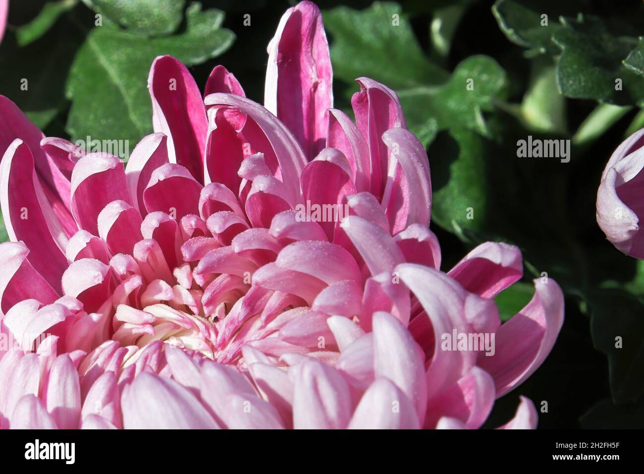 Macro of pink spider disbud garden mums Stock Photo Alamy
