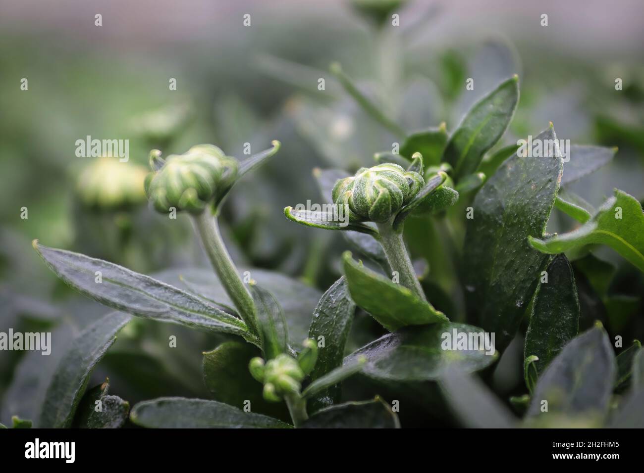 View of budding garden mums between leaves Stock Photo