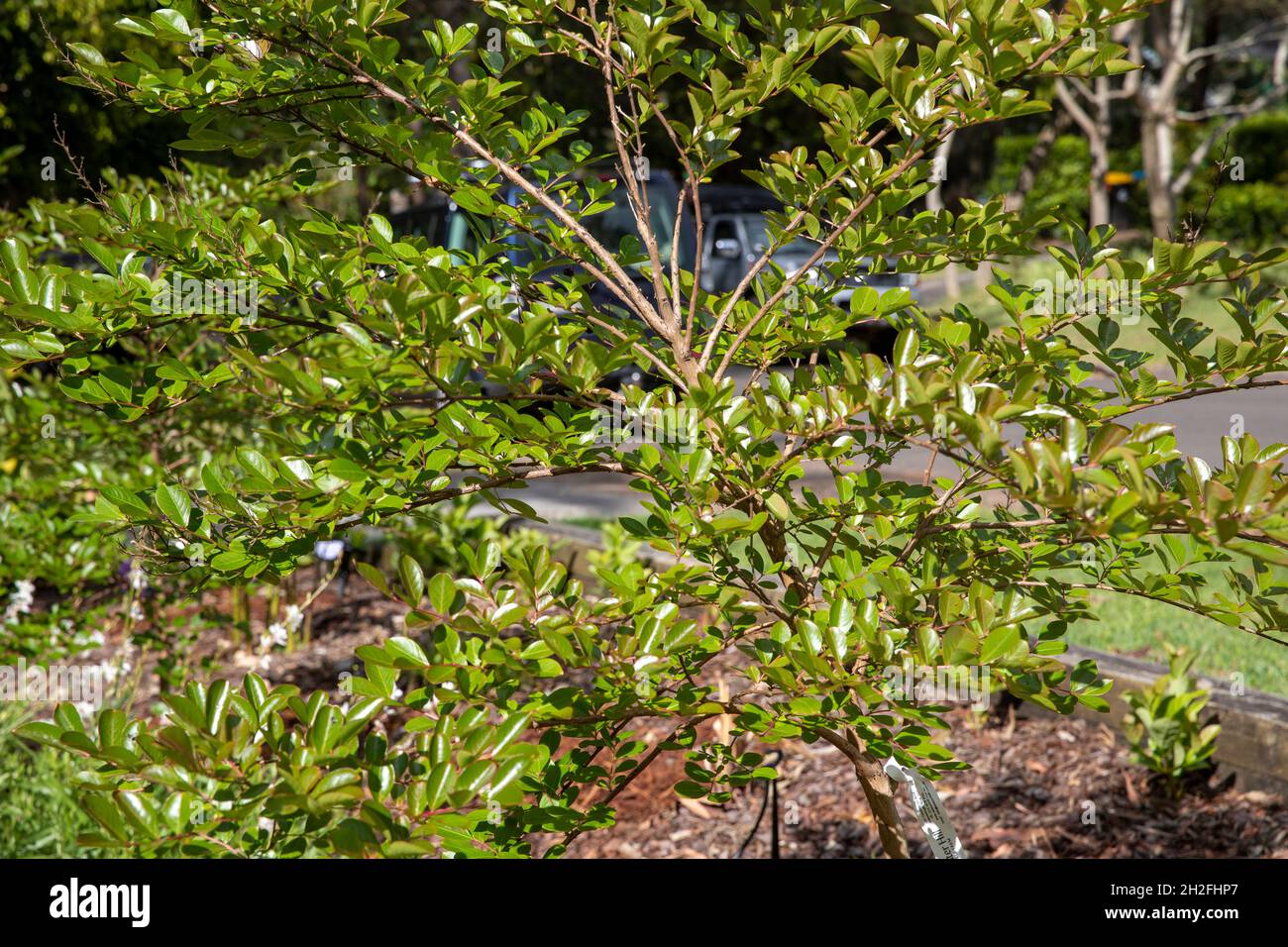 Crepe Myrtle tree shrub, dwarf variety, lagerstroemia acoma, growing in a Sydney residential garden,NSW,Australia Stock Photo