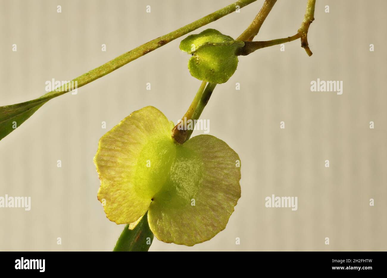 Close-up detail of 'hop' from native Hop Bush (Dodonaea viscosa)  South Australia Stock Photo