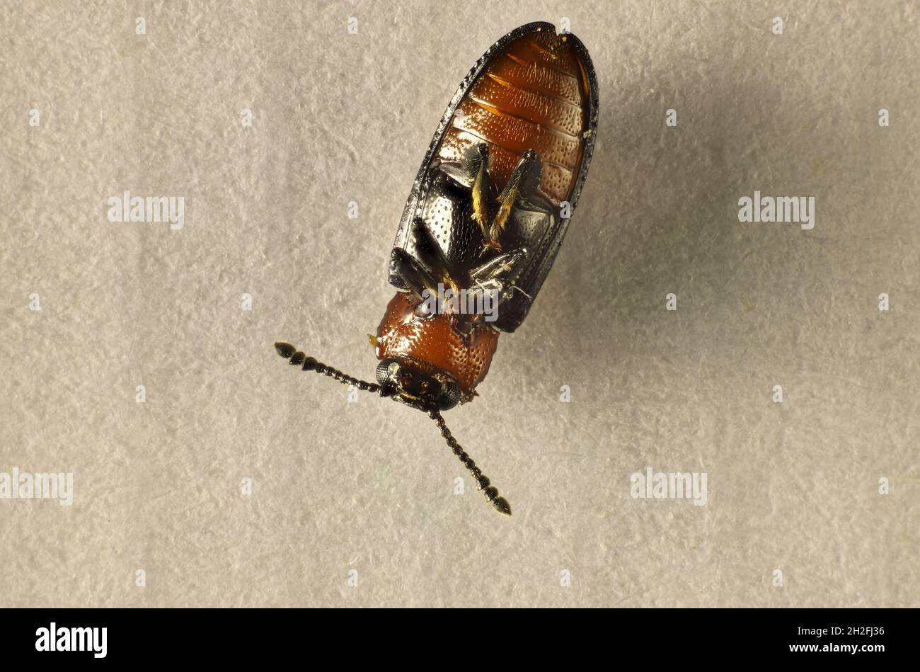 Isolated, enlarged ventral view of Pleasing Fungus Beetle (Erotylidae) South Austrralia Stock Photo