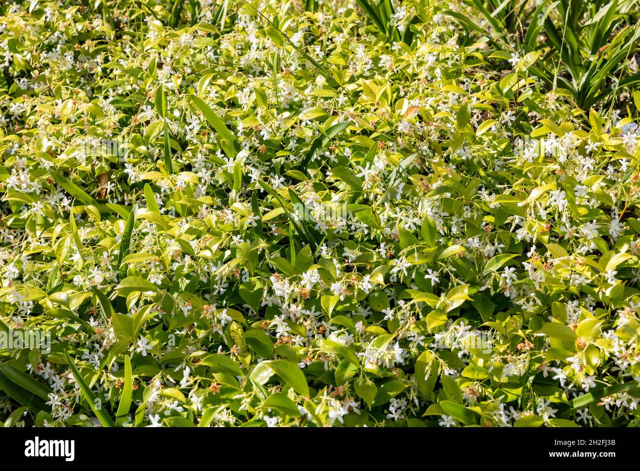 Trachelospermum jasminoides Chinese star jasmine or confederate jasmine