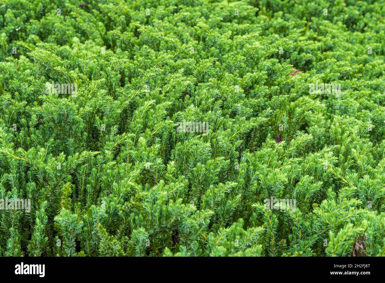 Blue Pacific shore juniper (Juniperus conferta) - Homosassa, Florida, USA Stock Photo