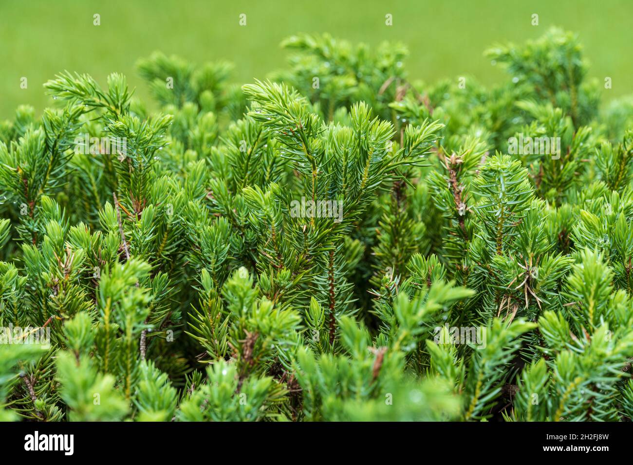 Blue Pacific shore juniper (Juniperus conferta) closeup - Homosassa, Florida, USA Stock Photo