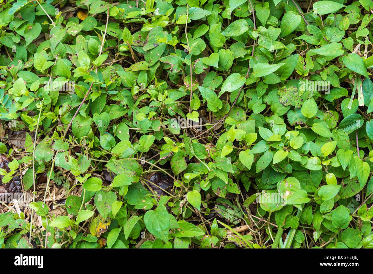 Stinkvine a.k.a. skunkvine (Paederia foetida) growing on the ground - Homosassa, Florida, USA Stock Photo