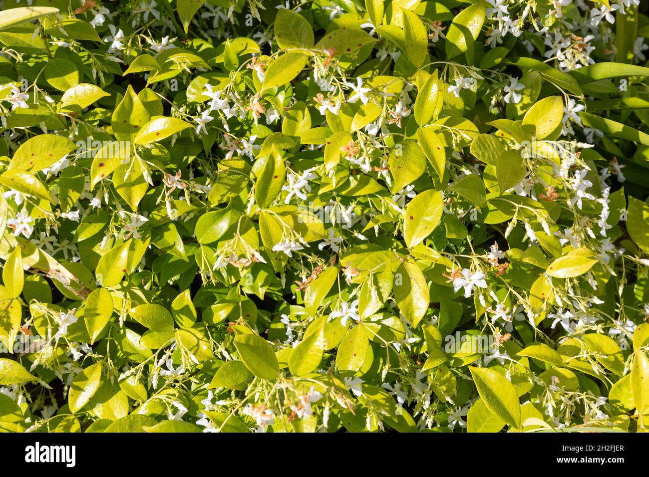 Trachelospermum jasminoides Chinese star jasmine or confederate jasmine or southern jasmine, here growing in Sydney Australia as groundcover white Stock Photo
