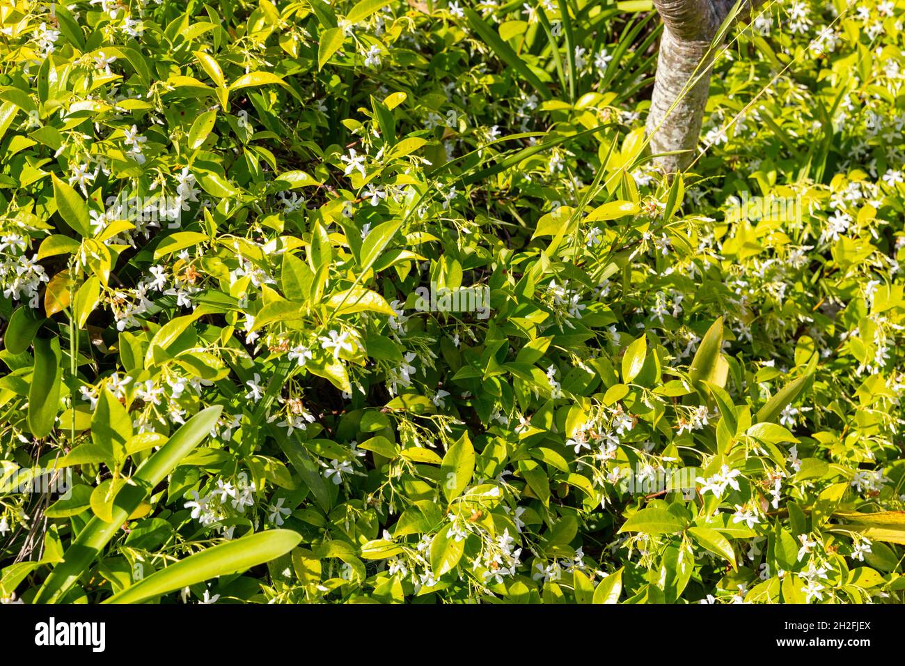 Trachelospermum jasminoides Chinese star jasmine or confederate jasmine